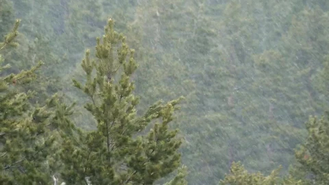 Free Video Stock Snow Falling In A Green Forest Live Wallpaper - Free Live Wallpaper