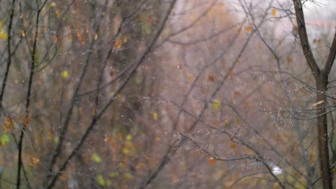 Free Video Stock Snow Falling In An Empty Woodland Live Wallpaper - Free Live Wallpaper