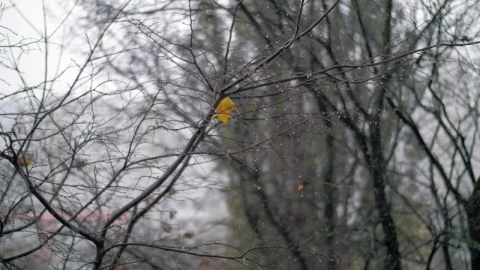 Free Video Stock Snow Falling In The Autumn Among Tree Branches Live Wallpaper - Free Live Wallpaper