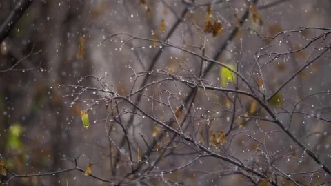 Free Video Stock Snow Falling In The Autumn Live Wallpaper - Free Live Wallpaper