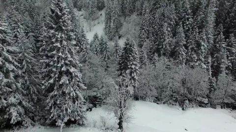 Free Video Stock Snow Falling Over A Pine Forest Live Wallpaper - Free Live Wallpaper
