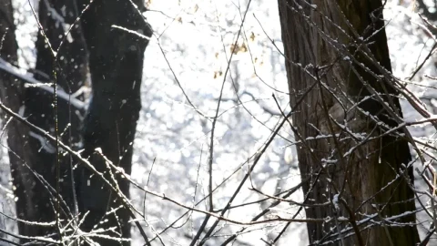 Free Video Stock Snow Falling Softly Against A Forest Live Wallpaper - Free Live Wallpaper