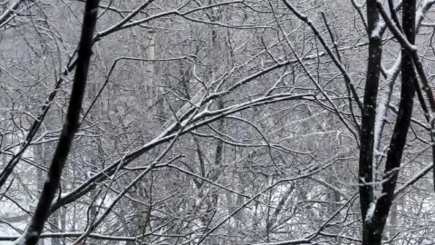 Free Video Stock Snow Falling Through Empty Trees Live Wallpaper - Free Live Wallpaper
