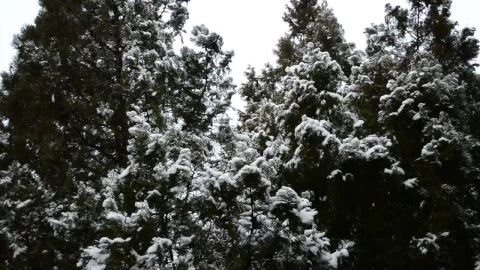 Free Video Stock Snow Falling Softly On The Trees Of A Forest Live Wallpaper - Free Live Wallpaper