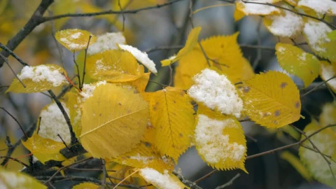 Free Video Stock Snow On Autumn Leaves Live Wallpaper - Free Live Wallpaper
