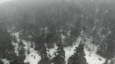 Free Video Stock Snow Storm In A Pine Forest Live Wallpaper - Free Live Wallpaper