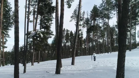 Free Video Stock Snowboarding Down A Forest Path Live Wallpaper - Free Live Wallpaper