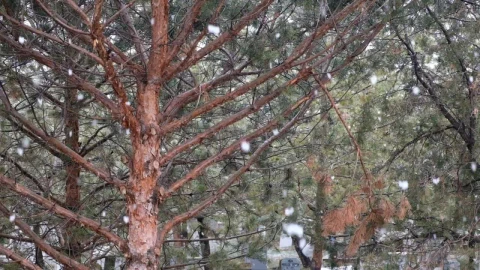Free Video Stock Snowflakes In A Forest Live Wallpaper - Free Live Wallpaper