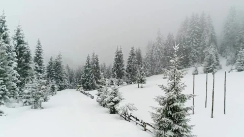 Free Video Stock Snowing At A Foggy Frozen Forest Aerial View Live Wallpaper - Free Live Wallpaper
