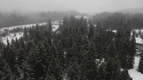Free Video Stock Snowing In A Canadian Forest Live Wallpaper - Free Live Wallpaper