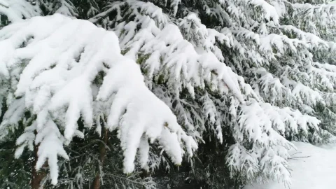 Free Video Stock Snowing In A Forest With Snow Covered Trees Live Wallpaper - Free Live Wallpaper