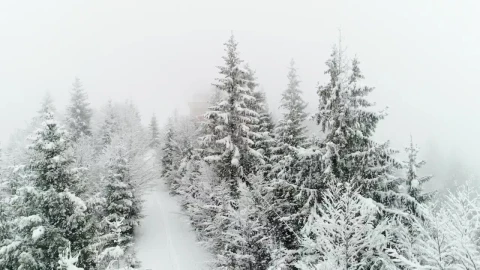 Free Video Stock Snowing In A Frozen White Forest Live Wallpaper - Free Live Wallpaper