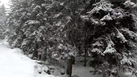 Free Video Stock Snowing In The Pine Forest Live Wallpaper - Free Live Wallpaper