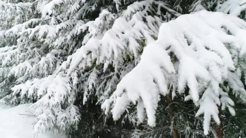 Free Video Stock Snowing On The Pine Branches Live Wallpaper - Free Live Wallpaper