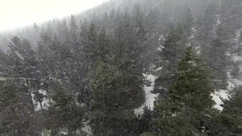 Free Video Stock Snowstorm Above The Pine Forest Live Wallpaper - Free Live Wallpaper