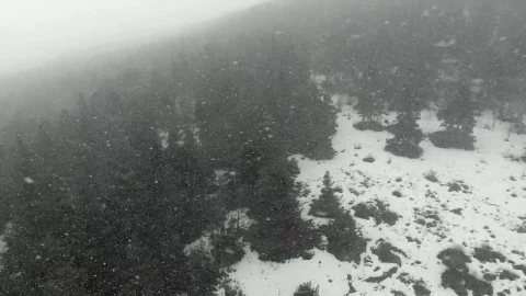 Free Video Stock Snowstorm In A Black Pine Forest Live Wallpaper - Free Live Wallpaper