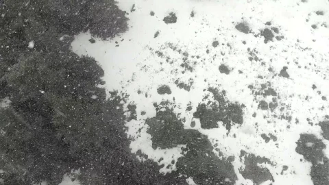 Free Video Stock Snowstorm In A Pine Forest Live Wallpaper - Free Live Wallpaper