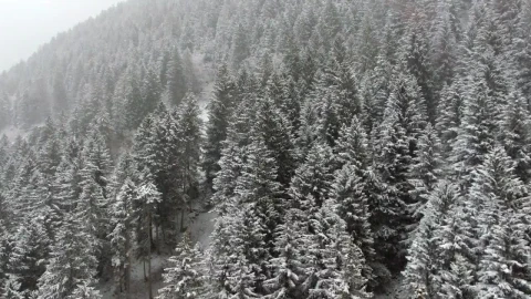 Free Video Stock Snowstorm In The Forest Live Wallpaper - Free Live Wallpaper