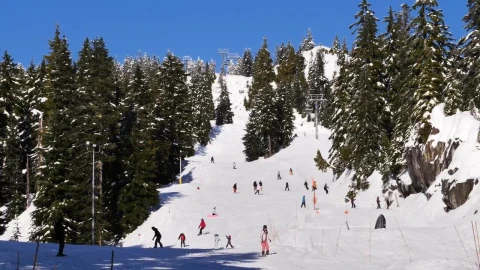 Free Video Stock Snowy Hill In A Forest Full Of Skiers Live Wallpaper - Free Live Wallpaper