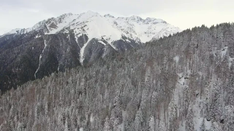 Free Video Stock Snowy Mountain And A Pine Forest Live Wallpaper - Free Live Wallpaper