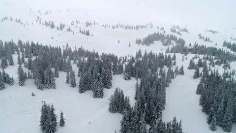 Free Video Stock Snowy Mountain With Frozen Pine Trees Live Wallpaper - Free Live Wallpaper