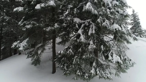 Free Video Stock Snowy Pine Forest Seen From The Bottom To Top Live Wallpaper - Free Live Wallpaper