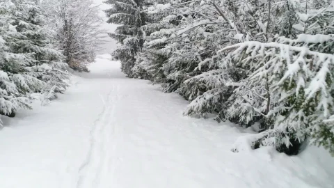 Free Video Stock Snowy Road In A Forest Live Wallpaper - Free Live Wallpaper