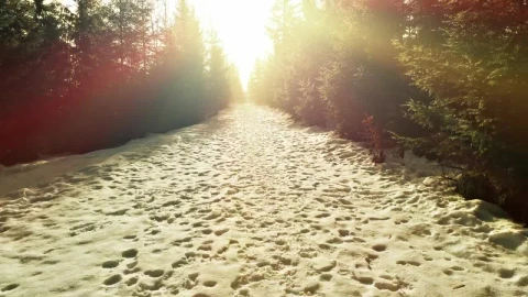 Free Video Stock Snowy Road With Footprints In A Snowy Forest Live Wallpaper - Free Live Wallpaper