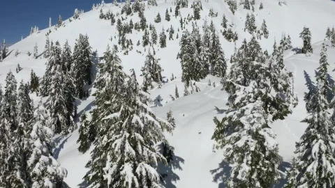 Free Video Stock Snowy Slope And Pine Tree Cover In Canada Live Wallpaper - Free Live Wallpaper