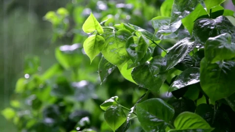 Free Video Stock Soft Rain Falling In A Garden Live Wallpaper - Free Live Wallpaper
