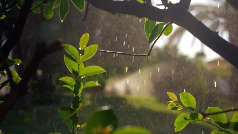 Free Video Stock Soft Rain And Sun Shine Live Wallpaper - Free Live Wallpaper