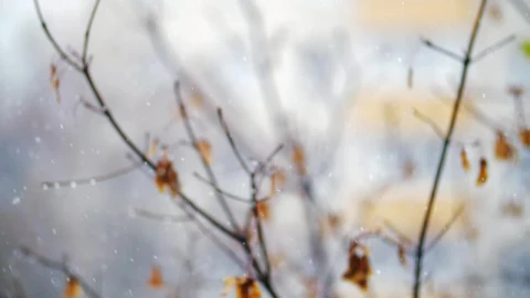 Free Video Stock Soft Snow Falling Against A Tree Live Wallpaper - Free Live Wallpaper