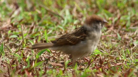Free Video Stock Sparrow In The Grass Live Wallpaper - Free Live Wallpaper