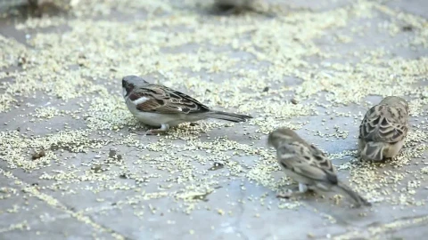 Free Video Stock Sparrows Eating In The Ground Live Wallpaper - Free Live Wallpaper