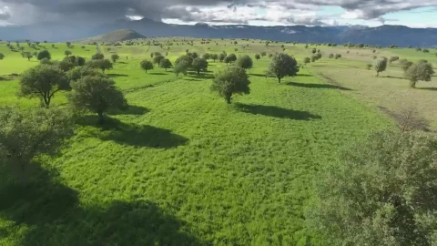 Free Video Stock Sparse Trees In The Green Valley Live Wallpaper - Free Live Wallpaper