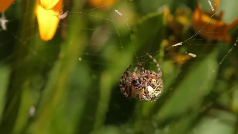 Free Video Stock Spider Eating A Tiny Insect Live Wallpaper - Free Live Wallpaper