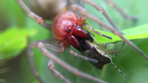 Free Video Stock Spider Eating An Insect Live Wallpaper - Free Live Wallpaper