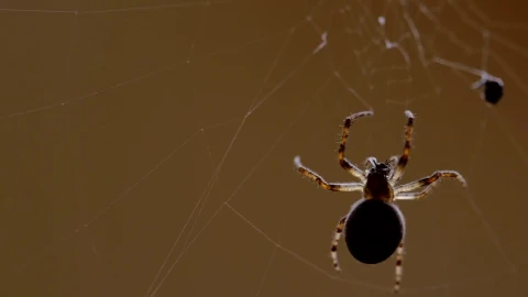 Free Video Stock Spider Escalating The Web Live Wallpaper - Free Live Wallpaper