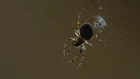 Free Video Stock Spider Moving In The Web Live Wallpaper - Free Live Wallpaper