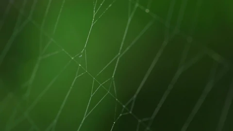 Free Video Stock Spider On Invisible Web Live Wallpaper - Free Live Wallpaper