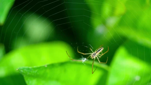 Free Video Stock Spider Walking On A Web Live Wallpaper - Free Live Wallpaper