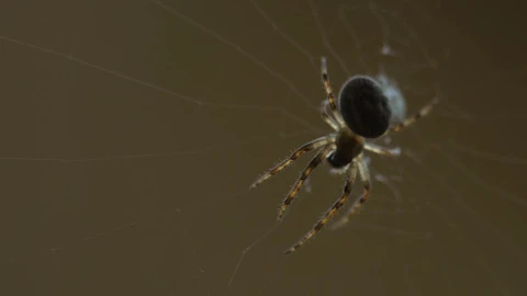 Free Video Stock Spider Standing On The Web Live Wallpaper - Free Live Wallpaper