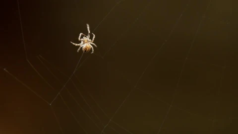 Free Video Stock Spider Weaves A Web Live Wallpaper - Free Live Wallpaper