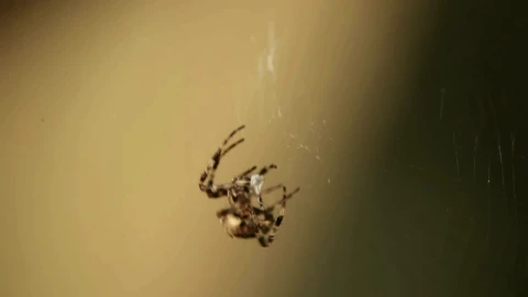 Free Video Stock Spider Walking On The Web Live Wallpaper - Free Live Wallpaper