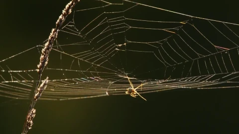 Free Video Stock Spider Web At Back Light Live Wallpaper - Free Live Wallpaper