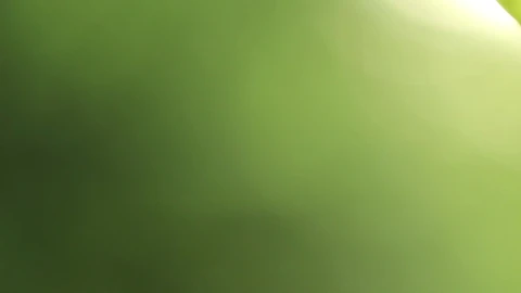 Free Video Stock Spider Web Coming Into Focus Live Wallpaper - Free Live Wallpaper