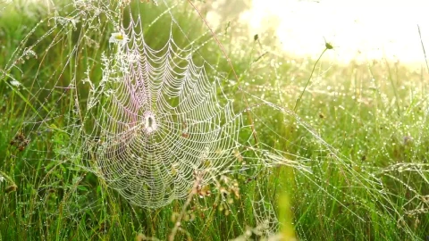 Free Video Stock Spider Web In The Tall Grass Live Wallpaper - Free Live Wallpaper