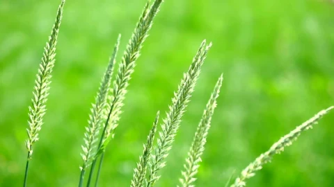 Free Video Stock Spike Of Grass In The Wild Live Wallpaper - Free Live Wallpaper