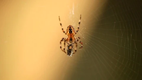 Free Video Stock Spider With Its Prey Live Wallpaper - Free Live Wallpaper