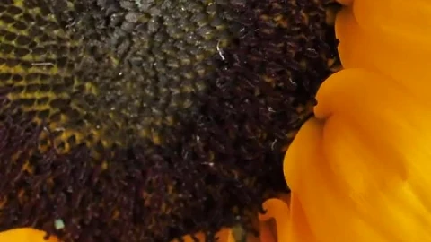 Free Video Stock Spinning Close Up Shot Of A Sunflower Live Wallpaper - Free Live Wallpaper